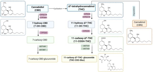 Metabolic pathways and structures of major cannabinoids and their metabolites.