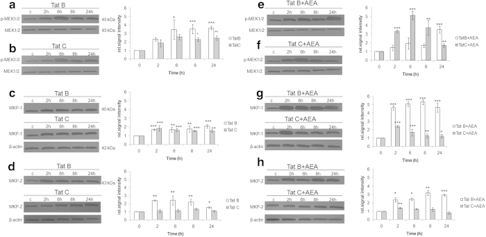 AEA acts in Tat B transfected cells through MKP-1 but in Tat C transfected cells through MEK. Tat B transfection induced sustained and elevated phosphorylation of MEK from 6 hours onward (a). Tat C induced phosphorylation of MEK was lower at all time points and fell after reaching peak at 6 hours (b). Effect of AEA in Tat C cells on the phosphorylation of MEK was more pronounced than on Tat B cells (c). Both Tat variants induced MKP-1 level 2 hours onward (e). Increase in MKP-2 occurs only with Tat B but not Tat C (f). AEA exposure affects MKP-1levels in a sustained manner in Tat B cells, while in Tat C + AEA cells, MKP levels rise early and fall thereafter (g). AEA has pronounced effect on Tat B cells but not Tat C cells (h). Normalized levels of phosphorylated MEK-1/2 with MEK-1/2 and MKP-1 as well as MKP-2 with β-actin are shown as mean ± S.E (n = 3). Representative blots shown. Representative blots were cropped. Full-length blots are presented in Supplementary Fig. S6. *p < 0.05, **p < 0.01, ***p < 0.001 vs 0 min.