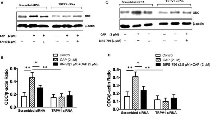 TRPV1 activation–induced ODC expression was mediated by calmodulin‐dependent protein kinase IIδ and p38. A, In scrambled siRNA– and TRPV1 siRNA–treated H9C2 cells, 2 μmol/L CAP with or without 1 μmol/L KN‐93 were added in culture media for 48 hours, and then cell extracts were analyzed by Western blotting for ODC protein expression; β‐actin was used as internal control. B, Relative expression ratio of ODC to β‐actin in the cells with above treatment (5 independent experiments per group) is shown. *P<0.05, **P<0.01. C, In above cells, 2 μmol/L CAP or 2.5 μmol/L p38 inhibitor BIRB‐796 plus 2 μmol/L CAP were added in culture media for 48 hours, and then cell extracts were analyzed by Western blotting for ODC protein expression. D, Relative expression ratio of ODC to β‐actin in cells from above groups (5 independent experiments per group) is shown. *P<0.05, **P<0.01. CAP indicates capsaicin; ODC, ornithine decarboxylase; siRNA, small interfering RNA.