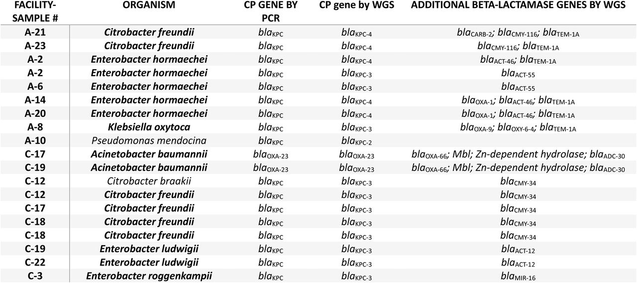 Wastewater isolate characterization. Facility A and C wastewater isolates identified by MADLI-TOF after growth on selective agar (Georgia, USA; 2022); carbapenemase (CP) genes by PCR and whole genome sequencing (WGS); additional beta-lactamase resistance genes (beyond the big 5 CP genes) identified by WGS. Clinically relevant isolates are in bold. Facility B did not have any isolates with CP genes detected. (Sequences are uploaded to BioProject accession no. PRJNA1280115).