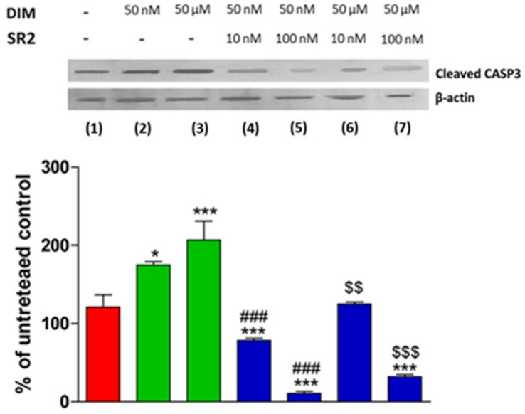 Western blot analysis of cleaved caspase 3 (CASP-3) levels in PC3 cells. The effects of different concentrations of DIM alone and in the presence of different concentrations of the CB2 receptor antagonist SR2 are shown. Levels are normalized to actin internal loading control and expressed as a percentage compared to untreated control cells. Each data point is the mean percentage value ± S.E.M. (n = 3). * p < 0.05 vs. CTRL (1), *** p < 0.001 vs. CTRL (1), $$ p < 0.05 vs. 50 µM (3), $$$ p < 0.001 vs. 50 µM (3), ### p < 0.001 vs. 50 nM DIM (2). (one-way ANOVA analysis of variance with Tukey’s post hoc analysis).