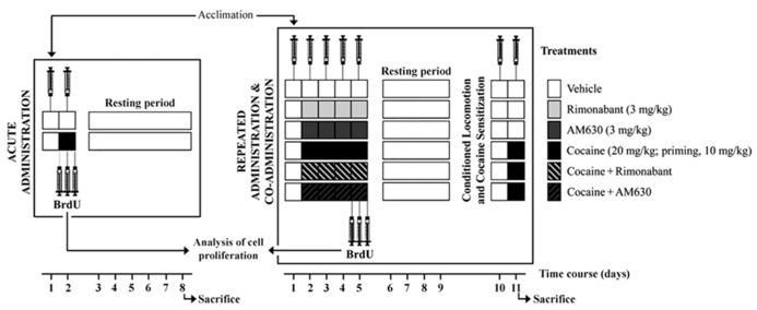 Schematic representation of the treatments and the behavioral protocols used in this study. The locomotor activities of two independent groups of rats were evaluated in the OF after acute and repeated administration of cocaine and co-administration of cocaine (20 mg/kg) and Rimonabant (3 mg/kg) or AM630 (3 mg/kg). Conditioned locomotion responses (5 days after last cocaine injection) and cocaine-induced sensitization with priming doses of cocaine (10 mg/kg) were evaluated. After treatments, all animals were tested daily in the OF, and locomotion was measured for 20 min. Three doses of BrdU were administered to each animal prior to, immediately after and 8 h after the last cocaine injection for the analyses of brain cell proliferation.