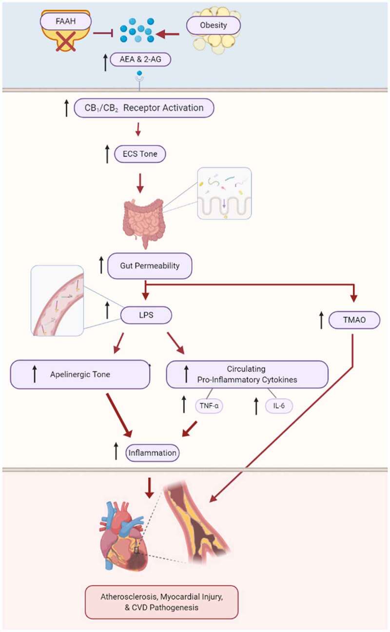 The role of endocannabinoids in cardiovascular disease pathogenesisEndocannabinoid system tone is increasingly being linked to cardiovascular diseases. Aberrant or overactive endocannabinoid signaling, resulting from obesity or experimental inhibition of FAAH, has been shown to cause cardiovascular inflammation, atherosclerosis and myocardial injury. The major mechanisms proposed for these effects all result from increased gut permeability, causing elevated levels of circulating LPS and bacterial metabolite TMAO, which drives inflammatory signaling and increased apelinergic signaling. Created with BioRender.com