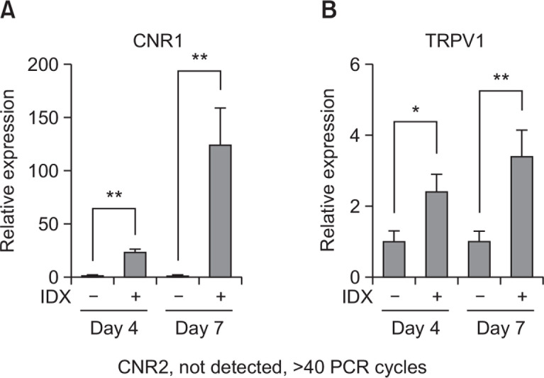 Transcriptional expression profile of CNR1, CNR2 and TRPV1 during adipogenesis in hBM-MSCs. Adipocyte differentiation was induced in hBM-MSCs by exchanging culture media supplemented with 1 μg/ml insulin, 0.1 μM dexamethasone and 0.5 mM isobutylmethylxanthine (IDX). At the seventh day after the induction of adipogenesis, total RNA was extracted and Q-RT-PCR analysis was performed for (A) CNR1 and (B) TRPV1. Values represent the mean expression ± SE of the mRNA of the various genes relative to human GAPDH expression (n=3), *p≤0.05, **p≤0.01.