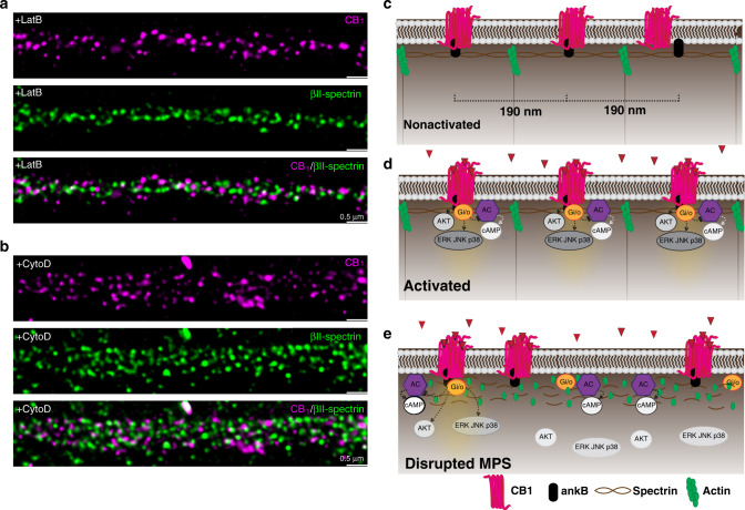 Schematic illustration showing CB1 forming dynamic peri-periodic hotspots to increase signaling efficiency.a, b Two-color STED images of CB1 (magenta) and βII-spectrin (green) in neurons treated with LatB (a) and CytoD (b). N = 3 biological replicates. c Without ligand binding, MPS sets the range for CB1 distribution. d Upon ligand binding, active CB1 are recruited to the MPS and become more periodic, making downstream AKT and ERK signaling more effective. e MPS degradation leads to less strong periodic clusters of CB1 and thus less downstream signaling.