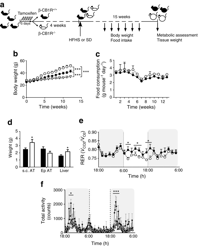 β-CB1R−/− mice become more obese than β-CB1R+/+ mice when placed on an HFHS diet. (a) Schematic of the experimental design. Six- to 8-week-old mice were injected with tamoxifen and 1 month later were placed on an HFHS diet or standard diet (SD) for 15 weeks. (b) Body weight and (c) HFHS food intake. (d) Liver and epididymal (Ep) and s.c. adipose tissue (AT) were dissected and weighed at week 15. (e) Respiratory exchange rate (RER) and (f) total physical activity (x-axis activity as measured by CLAMS in mice on an HFHS diet. Black triangles, SD-β-CB1R+/+ (not visible as covered by the white triangles in b); black circles/bars, HFHS-β-CB1R+/+; white triangles, SD-β-CB1R−/−; white circles/bars, HFHS-β-CB1R−/−. n = 7 mice/group. Data are means ± SEM. Significance by ANOVA or t test, *p ≤ 0.05, ***p ≤ 0.001 vs β-CB1R+/+. See also ESM Fig. 4