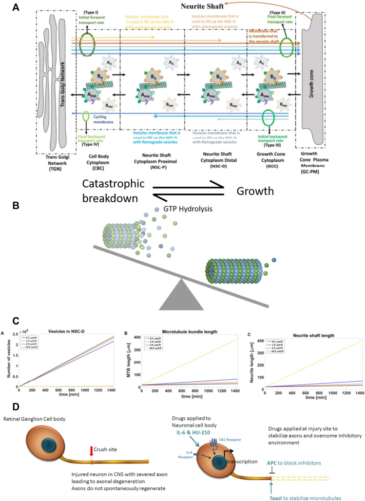 Computational model of neurite outgrowth. (A) Schematic representation of the model used to generate an analytical solution for predicting kinetic parameters of neurite outgrowth. The model distinguishes four different membrane types (I-IV, green ovals) from TGN to the growth cone. Initial (I) and final (II) anterograde membrane transport rates refer to budding and fusion rates at the TGN and GC, respectively. Initial (III) and final (IV) retrograde membrane transport rates represent endocytosis and fusion rates at the GC and TGN, respectively. Budded vesicles at the TGN can be distinguished by their destination: the yellow arrow represents anterograde vesicle loss in the NSC-P compartment; light brown arrow, anterograde vesicle loss in the NSC-D; brown arrow, fusion with the GC membrane and addition to the neurite shaft; light gray arrow, retrograde vesicle loss in the NSC-D; light blue arrow, retrograde vesicle loss in the NSC-P; and dark blue arrow, recycling membrane from the GC-PM to the TGN. Anterograde moving vesicle BG moves forward while anterograde moving vesicle AG back fuses with the TGN because coat protein A SNAREs have a higher affinity with TGN SNAREs. Likewise, endocytosed vesicle BPM back fuses with the GC-PM because coat protein B SNAREs have a higher affinity for GC SNAREs. (B) Dynamic microtubules have a stochastic profile, which changes as they undergo catastrophic disassembly by hydrolysis of GTP bound tubulins at the tip. Taxol present at the injury site reduces GTP hydrolysis, leading to elongation of the dynamic microtubule bundle and conversion to stable microtubules. Here, the balance between catastrophic breakdown and growth is shifted towards growth by the presence of Taxol. (C) The calculated values for the vesicle levels in the NSC-D compartment under various drug conditions and corresponding rates of microtubule elongation and neurite shaft length. The profile of the plots indicate that the synergistic effects of the four-drug combination can be explained parsimoniously by the action of APC, which, by removing the extracellular inhibitory environment, allows for vesicle movement from the NSC-D to the GC-PM. Enhanced microtubule elongation due to Taxol-dependent stabilization of dynamic microtubules allows for the observed overall growth rate of the axon. (D) Cartoon schematic for spatial systems reason for combinational therapy to promote CNS axonal regeneration. Drugs are applied to both the injury site (APC and Taxol) and directly to the RGC cell bodies (IL-6 and HU-210), indicating a spatially resolved approach to applying drugs is required to promote robust axonal regeneration.