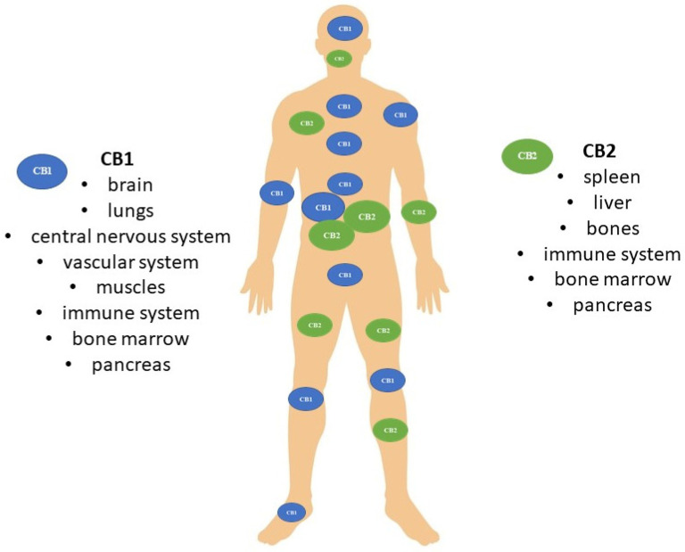 Distribution of cannabinoid receptors CB1 and CB2 in the human body.
