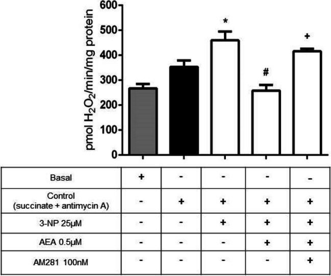 Effect of mitCB1R activation by AEA on H2O2 formation in rat brain mitochondria. The values of fluorescence obtained were compared against a standard curve generated by addition of known concentrations of H2O2 to the reaction buffer containing DCF, horseradish peroxidase, and mitochondria. Bars represent mean values ± SEM of n = 6–12 independent experiments. *p ≤ 0.05, different from control; #p ≤ 0.0001, different from 3-NP; +p ≤ 0.01, different from AEA + 3-NP. One-way ANOVA followed by Tukey’s test