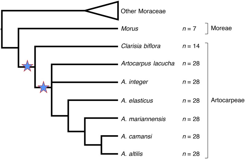 Simplified Moraceae phylogeny based on Zerega et al. (2010) showing haploid chromosome numbers (Banerji and Hakim, 1954; Oginuma and Tobe, 1995; Ragone, 2001) and hypothesized whole-genome duplications (stars) in the tribe Artocarpeae.
