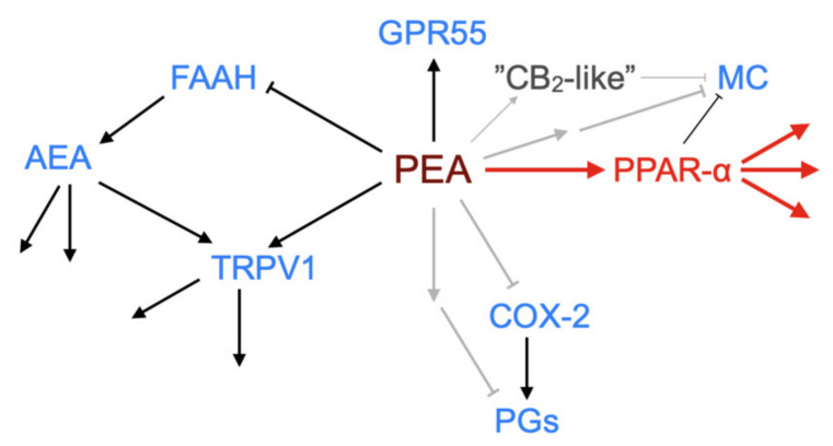 Schematic showing demonstrated and potential molecular targets of PEA. ↑, activation; ┴, inhibition (in the case of FAAH by substrate competition). The canonical pathway via PPAR-α is shown in red. Grey arrows indicate possible pathways not yet identified. Abbreviations (where not already indicated), TRPV1, Transient receptor potential vanilloid 1; MC, mast cell; COX-2, cyclooxygenase-2; PGs, prostaglandins.