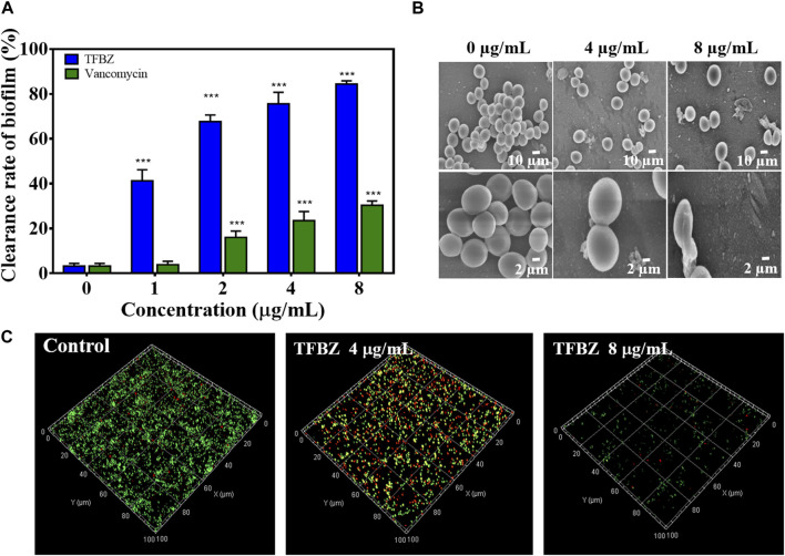 Eradication effect of TFBZ on mature MRSA biofilms. (A) Clearance of MRSA biofilms with different concentrations of TFBZ or vancomycin (0, 1, 2, 4, and 8 μg/mL) for 24 h. Data are expressed as mean ± SD (n = 3). ***p < 0.001. (B,C) SEM (B) and CLSM (C) images of MRSA biofilms after treatment with TFBZ (0, 4, and 8 μg/mL) for 4 h.