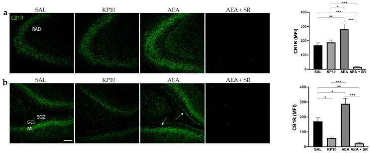 Expression and distribution of CB1R in the hippocampus: Representative images showing IF staining for CB1R expression (green) in rat CA3 (a) and DG (b) of control (SAL); kisspeptin (KP10); anandamide (AEA); and AEA plus SR141716 (SR)-treated animals (n = 4 for SAL, KP10, and AEA groups; n = 5 for AEA + SR group). Arrows indicate CB1R localization. Scale bar = 100 μm. Histograms show the mean fluorescence intensity (MFI) values of CB1R expression in hippocampal CA3 and DG. RAD, stratum radiatum; SGZ, subgranular zone; GCL, granule cell layer; ML, molecular layer. Data are expressed as mean ± SEM. *, p < 0.05; **, p < 0.01; and ***, p < 0.001.