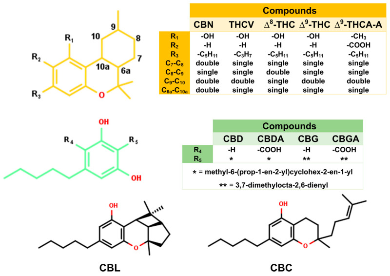 The 2D structures of 11 cannabis compounds that were docked to the binding site of the WT RBD and ACE2 interface, including ∆8-tetrahydrocannabinol (∆8-THC), ∆9-tetrahydrocannabinol (∆9-THC), cannabigerolic acid (CBGA), cannabidiolic acid (CBDA), cannabichromene (CBC), cannabidiol (CBD), cannabigerol (CBG), cannabinol (CBN), cannabicyclol (CBL), ∆9-tetrahydrocannabinolic acid A (∆9-THCA-A), and tetrahydrocannabivarin (THCV). In the inset tables, * denotes methyl-6-(prop-1-en-2-yl)cyclohex-2-en-1-yl and ** denotes 3,7-dimethylocta-2,6-dienyl.