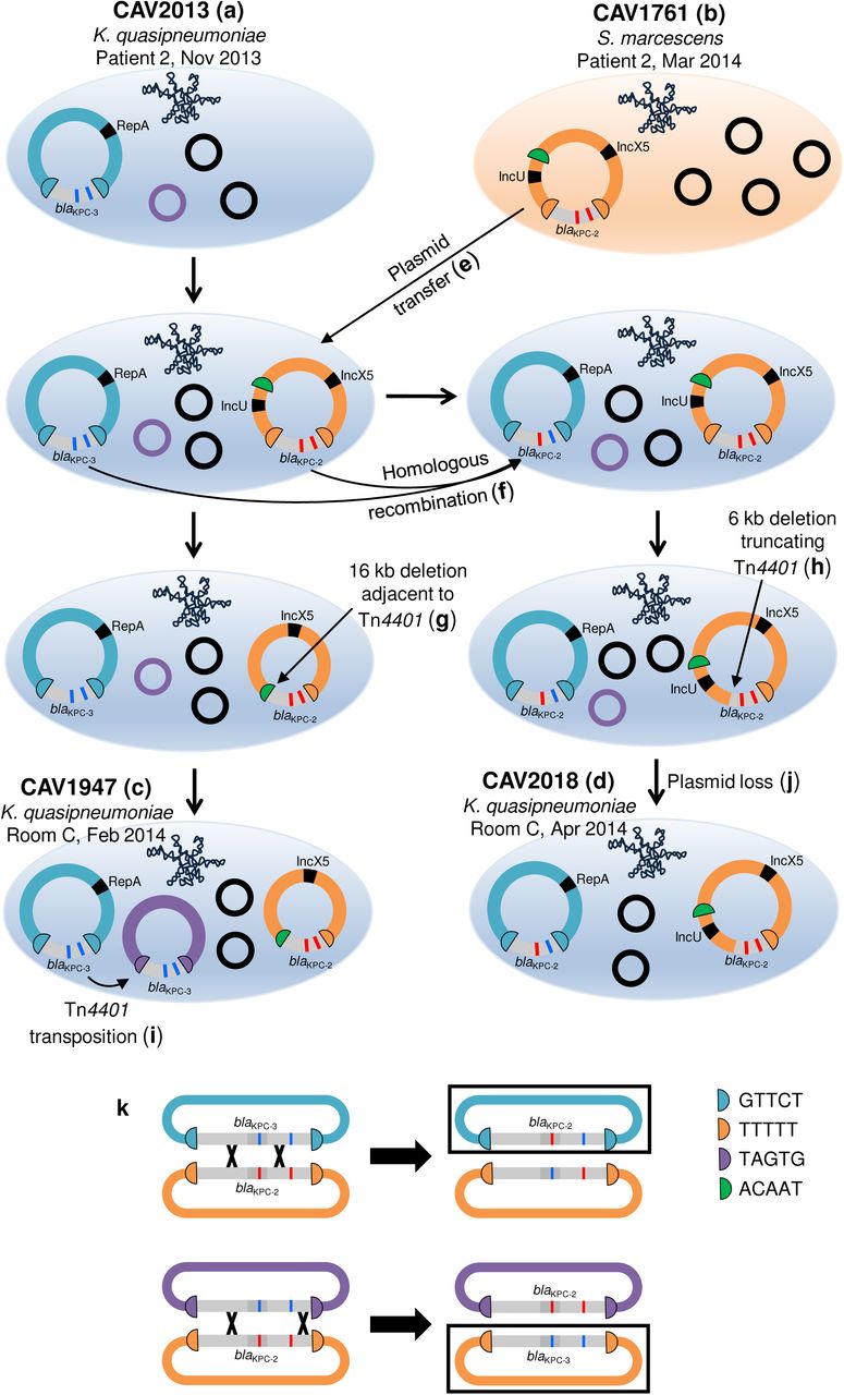 Plasmid structures determined from long-read sequencing of four isolates and inferred intermediate blaKPC plasmid structures.a-d. Sequenced isolates. e-j. Inferred intermediate plasmid structures. Note that the ordering of deletion, homologous recombination, transposition and plasmid loss events is arbitrarily represented as the actual order of events is unknown. k. Examples of crossover events leading to the generation of new combinations of SNVs within Tn4401 (top) or the complete swapping of Tn4401 variants between different plasmids (bottom). Black boxes indicate products of homologous recombination that were observed in long-read data (top) or Illumina data (bottom).