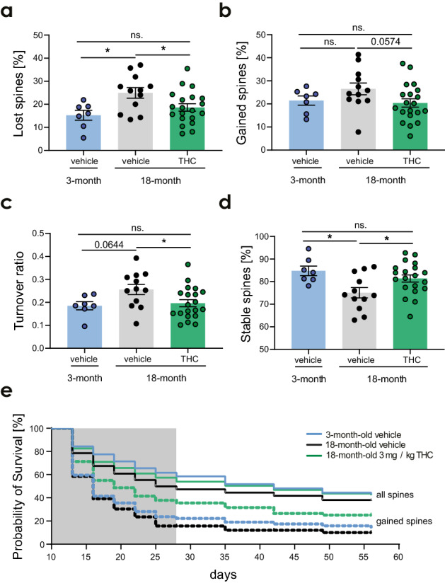 THC counteracts the effects of aging on the level of spine dynamics. Percentage of spines that were lost (a) or gained (b). (c) Turnover ratio—number of lost and gained spines between two consecutive time points divided by the total number of spines in both time points. (d) Percentage of spines that were stable between two consecutive time points. Spine dynamics from day 13 to day 16 of the treatment. For 3-month-old mice (n = 7 ROIs), for 18-month-old mice (n = 12–20 ROIs / treatment). Each data point represents one ROI. Data was analyzed using one-way ANOVA and Dunnett’s multiple comparison test for comparison of 3-months old vehicle group with the 18-month-old vehicle and THC-treated groups. Differences between the 18-month-old vehicle and THC groups were detected using unpaired t-test. (a) Group effect F2,36 = 4.755, p = 0.0147 (3- vs. 18-month-old vehicle p = 0.0129); 18-month-old vehicle vs. THC t30 = 2.321, p = 0.0273; (b) group effect F2,36 = 2.244, p = 0.1207; (c) group effect F2,36 = 3.462, p = 0.0422 (3- vs. 18-month-old vehicle p = 0.0644); 18-month-old vehicle vs. THC t30 = 2.241, p = 0.0326 (d) group effect F2,36 = 4.755, p = 0.0147 (3- vs. 18-month-old vehicle p = 0.0129); 18-month-old vehicle versus THC t30 = 2.321, p = 0.0273. (e) Survival probability of spines that were gained between day 7 and day 10 (dashed line) of the treatment and all spines that were present at day 10 (full line). THC treatment elevated spine survival of all spines in old mice to the level of young vehicle-treated mice; while spine survival in vehicle treated old mice was significantly reduced (all spines 3- vs. 18-months-old vehicle groups: p = 0.0023). THC-treatment also increased the survival of gained spines notably in comparison to the 3-months-old vehicle group (3-month-old vehicle group vs. 18-month old THC group: p = 0.0076). For survival probability analysis Kaplan–Meier plot and log rank test (Mantel-Cox test) were used. Grey box indicates the treatment duration. Error bars indicate mean ± SEM; * P < 0.05, ** P < 0.01, *** P < 0.001. ns. - not significant.