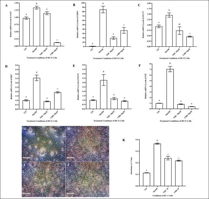 10μM THC and 10μM CBD reduced lipid levels and mRNA levels of associated markers in HC11 cells.HC11 cells were seeded in base media for 24 hours (UD) and processed for total RNA isolation, as described in the methods. HC11 cells were differentiated in base media containing PRL, INS and DEX, as described in methods, and treated with vehicle control (MeOH), 10μM THC or 10μM CBD for 4 days, and processed for total RNA isolation. The relative mRNA levels of FASN (A), FABP4 (B), GLUT1 (C), HK2 (D), PLIN2 (E) and LPL (F) were determined. Gene expression analysis was repeated with 6 distinct replicates. Lipid levels in cells were quantified by conducting an Oil Red O (ORO) assay, as described in methods. Representative images of ORO-stained undifferentiated (UD) cells (G), and cells differentiated with vehicle control (MeOH) (H), 10μM THC (I), and 10μM CBD (J), were taken using a phase-contrast microscope (20x magnification). (K) Lipid levels were quantified in undifferentiated (UD) cells, and cells treated with vehicle control (MeOH), 10μM THC or 10μM CBD, from 6 distinct replicates. Results were plotted as mean ± SEM and compared using one-way ANOVA. Statistically significant changes were represented by distinct letters on bar graphs.