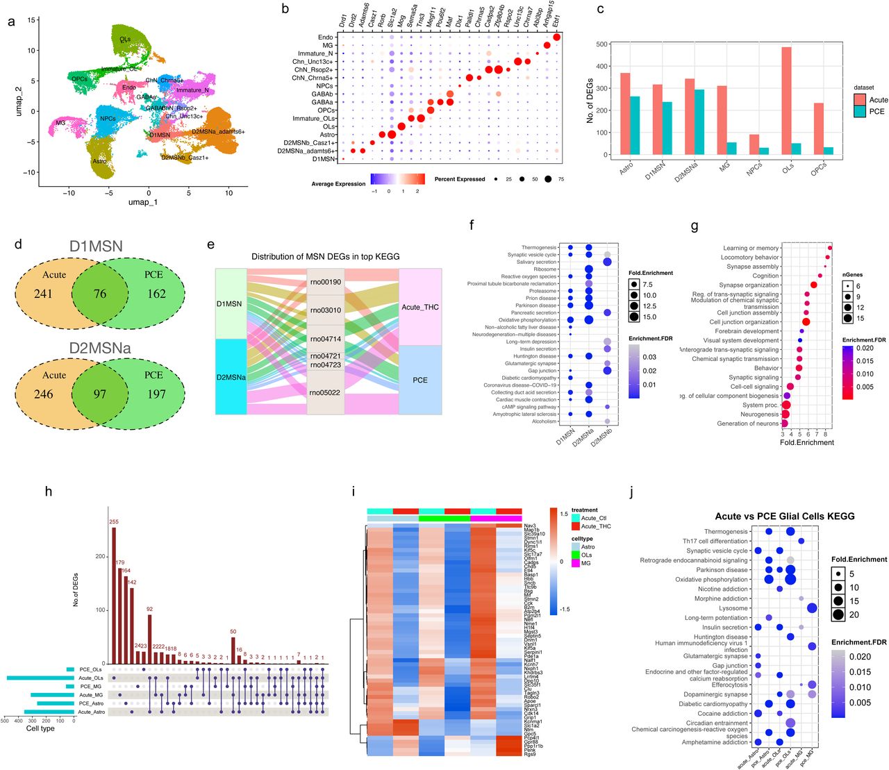 Acute THC challenge exacerbates mitochondrial dysfunction in male PCE offspring nucleus accumbens(a) Unsupervised clustering of single nuclei isolated from the NAc region after acute THC exposure. Each point represents a single nucleus, colored by cell cluster identity. (b) Dot plot showing expression of canonical marker genes used to annotate major cell types in the NAc. (c) Bar plot showing the number of DEGs in major cell types after PCE alone or acute THC challenge in PCE offspring. Cell types include D1-and D2-medium spiny neurons (D1MSN, D2MSNa, D2MSNb), astro, OLs, MG, and other non-neuronal populations. (d) Venn diagrams depicting overlapping DEGs between PCE alone and acute THC challenge in D1MSN and D2MSNa. (e) Alluvial plot illustrating the distribution of D1MSNa and D2MSNa DEGs across the top KEGG pathways enriched following PCE alone or acute THC exposure. Pathways shown: oxidative phosphorylation (rno00190); ribosome (rno03010); thermogenesis (rno04714); synaptic vesicle cycle (rno04721); retrograde endocannabinoid signaling (rno04723); neurodegeneration (rno05022). (f) Dot plot depicting KEGG pathways enriched from acute THC challenge-induced DEGs in D1 and D2 MSNs. (g) Gene Ontology Biological Process (GO: BP) terms enriched from D2MSNb DEGs identified uniquely after acute THC exposure (not present after PCE alone). (h) UpSet plot illustrating the number of shared and unique DEGs across major non-neuron cells (astro, OLs, MG) under PCE and acute THC treatments. Horizontal bars show total DEGs per cell type/condition, and vertical bars indicate intersection sizes. (i) Heatmap showing expression levels of shared DEGs identified across astro, OLs, and MG following either PCE or acute THC treatment. (j) Comparison of KEGG pathways affected by PCE alone versus acute THC exposure in astro, OLs, and MG. Only male P24 rats were selected for acute THC exposure as males were previously found to be more responsive to PCE.