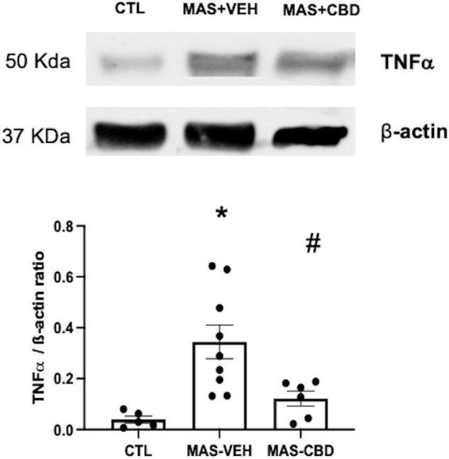 Concentration of TNFα as measured by western blot in lung tissue from ventilated control (CTL, n = 6) animals and piglets submitted to meconium aspiration (MAS) and then treated with i.v. vehicle (VEH, n = 10) or CBD (n = 6). Bars represent the mean (SEM) of 6–10 animals. Protein levels were normalised to β-actin loading and expressed as TNF-α/β-actin ratio. (*) p < 0.05 vs. CTL, (#) p < 0.05 vs. MAS + VEH by one-way ANOVA with Holm-Šidák’s post-hoc test for multiple comparisons.