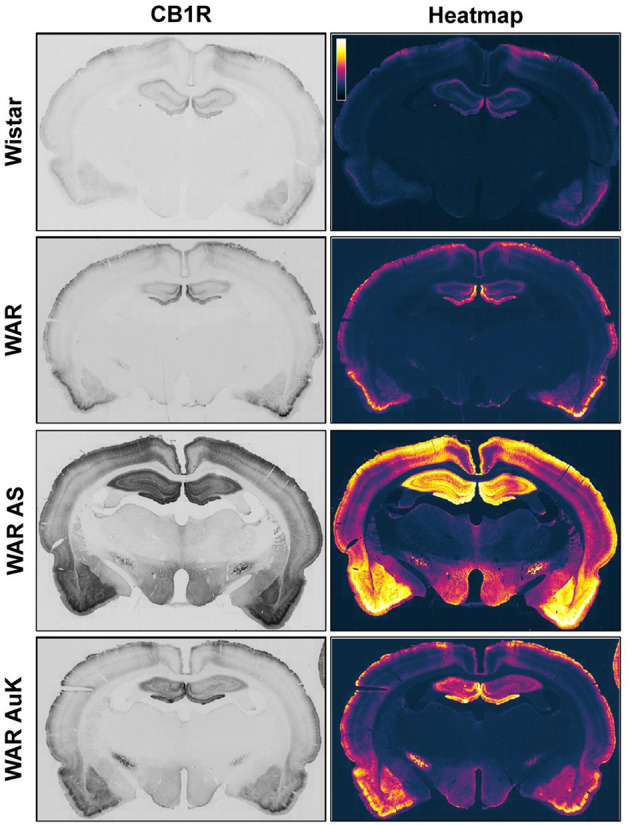 Representative CB1R immunostaining in limbic and cortical brain structures of Wistar Audiogenic Rats (WAR). It is possible to observe the increased CB1R immunostaining in limbic (hippocampus and amygdala) and cortical areas of WARs after acute audiogenic seizures (WAR AS) and chronic audiogenic seizures (WAR AuK). Wistar represents a control non-audiogenic strain. Image obtained from Lazarini-Lopes et al. (2020a).