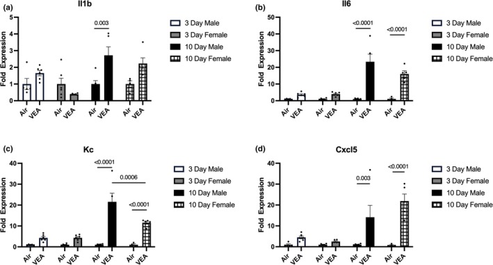 Exposure to VEA modifies mRNA fold expression levels. 10‐day VEA‐exposed males and females presented with significantly increased expression of (a) IL‐1β, (b) IL‐6, (c) Kc, and (d) Cxcl5 from right lung homogenates compared to the respective control groups, despite no statistical significance of 3‐day VEA‐exposed males and females. Although a statistically significant increase in (a) IL‐1β expression was observed in the 10‐day VEA‐exposed males, the increase was not significant in the female mice. Expression of (c) Kc in 10‐day exposed males was significantly greater compared to their female counterparts. While not significant, (b) IL‐6 expression was greater, and (d) Cxcl5 exhibited lower expression in males compared to females. Bars represent mean ± standard error (SE). N = 6/treatment group. Cxcl5, C‐X‐C motif chemoattractant 5; IL‐1β, interleukin‐1 beta; IL‐6, interleukin‐6; Kc, keratinocyte chemoattractant; VEA, vitamin E acetate.