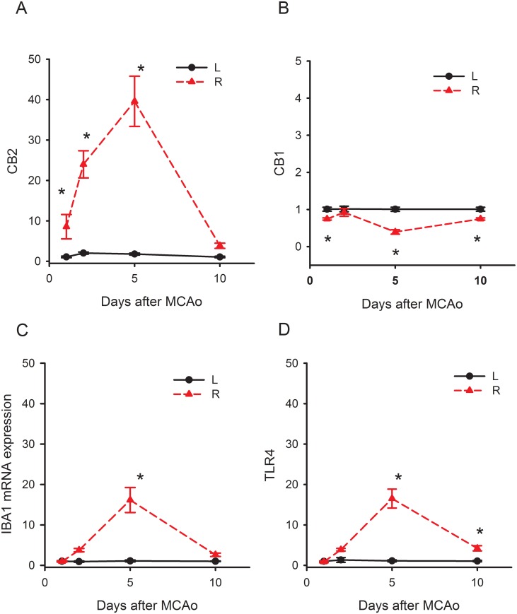 Time-dependent changes of IBA1, TLR4, CB1 and CB2 mRNA in the ischemic cortex. Animals received a 30-min right middle cerebral artery occlusion. The expression of IBA1, TLR4, CB1 and CB2 mRNA in the ischemic cortex (R, right cortex) was normalized to the non- ischemic cortex (L, left cortex). (A) IBA1 and (B) TLR4 mRNAs were significantly increased up to 15 fold on day 5 and returned to control levels on day 10 post-stroke. (C) CB1R expression was slightly (<1 fold) but significantly reduced on days 1, 5 and 10. (D) CB2R mRNA was significantly increased to 10 fold on day 1, 25 fold on day 2, and 40 fold by day 5.
