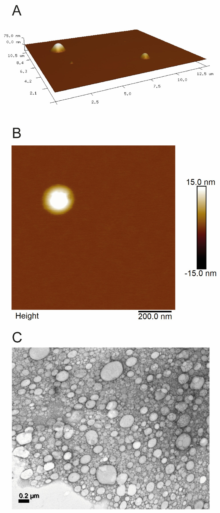 (A) 3D AFM image of NLC STP/CBD; (B) 2D AFM image of an isolated nanoparticle, and (C) TEM image of NLC STP/CBD.