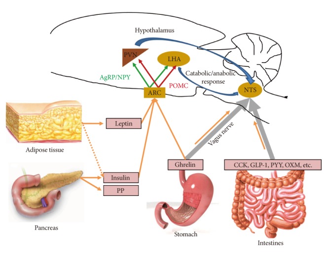 A schematic representation of the multiple systems regulating appetite. AgRP, agouti-related peptide; ARC, arcuate nucleus; CCK, cholecystokinin; GLP-1, glucagon-like peptide 1; LHA, lateral hypothalamic area; NPY, neuropeptide Y; NTS, nucleus of the solitary tract; OXM, oxyntomodulin; POMC, pro-opiomelanocortin; PP, pancreatic polypeptide; PVN, paraventricular nucleus; PYY, peptide YY.
