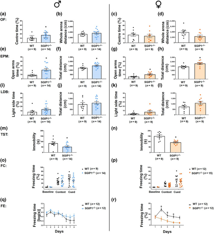 SGIP1−/− mice show signs of altered emotionality. The exploratory and anxiety‐related behaviour of both male and female mice was tested in a set of behavioural paradigms: open field (OF) (a–d), elevated plus maze (EPM) (e–h), light/dark box (LDB) (i–l), tail suspension test (TST) (m, n), fear conditioning (FC) (o, p), and fear extinction (FE) (q, r). Male SGIP1−/− mice spent more time in the centre of the open field (a) while walking comparable distances in the whole arena compared to WT littermates (b). We did not observe any differences in the time spent in the centre in female mice (c); however, there was a trend for the ambulatory behaviour expressed as distanced walked to be decreased in SGIP1−/− females (d). Anxiety behaviour was further analysed in the EPM. Both male and female SGIP1−/− animals spent significantly more time in the open arms (males: e, females: g) and walked longer distances (males: f, females: h). We did not detect any significant changes in the time spent in the light compartment of the LDB (males: i, females: k) or in the total distance walked between SGIP1−/− and WT mice (males: j, females: l). To assess how the mice are coping with an unescapable situation, we employed the TST. Both male and female SGIP1−/− mice spent significantly less time immobile in this test (males: m, females: n). We did not observe any difference in FC in male (o) or female (p) mice when we compared SGIP1−/− to WT cohorts. The freezing time is expressed as a percentage of the total time. We did not observe any alteration in the FE to tone in SGIP1−/− males (q). SGIP1−/− females, on the other hand, show significantly decreased freezing on days 2–4 (r). Data were analysed by parametric t test (b–d, f–h, j, l–n) or by Mann–Whitney U test in the case of nonnormally distributed data (a, e, i, k). For the FC and FE, two‐way ANOVA with repeated measures was used for analysis (o–r). We used a logarithmic transformation of the data from male mice (q). The data are presented as means ± SEM. *P < .05, significantly different from WT; in ( r), *P < .05, significantly different from SGIP‐/‐
