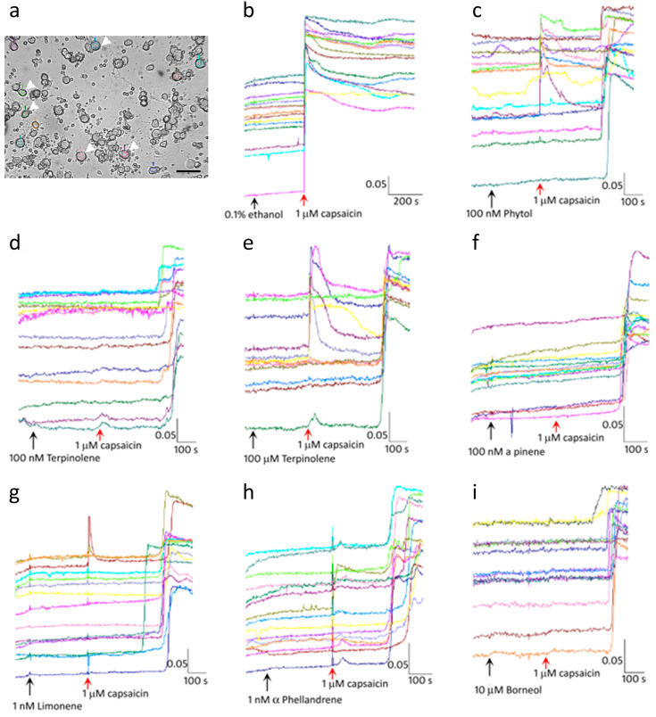 Terpene inhibition of capsaicin responses. Photomicrograph showing a brightfield image of DRG neurons at 10× magnification. Examples of highlighted neurons are indicated by arrowheads. Scale bar = 50 microns (a). Up to 15 neurons were identified in each experiment (each neuron being represented by a different colour for recording changes in intracellular calcium) and showed a stable baseline after vehicle application (black arrow). In the presence of vehicle, capsaicin application (red arrow), resulted in an immediate response with increased intracellular calcium, sustained for several minutes (b). Few transient capsaicin responses were observed in the presence of 100 nM Phytol, although most were delayed (c), 100 nM terpinolene (d). Some neurons showed transient responses to capsaicin in the presence of 100 µM terpinolene followed by delayed capsaicin responses (e). Similarly, delayed responses were seen in the presence of 100 nM Pinene (f), 1 nM limonene (g), 1 nM α-Phellandrene (h), and 10 µM Borneol (i). Scale bar: X-axis shows the time in seconds. Y-axis shows the intracellular 340/380 (bound/unbound calcium) ratio, in individual neurons depicted by different colours.