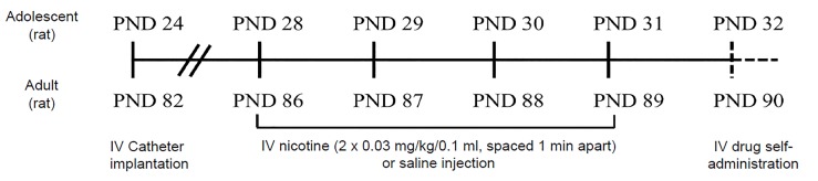 4-day nicotine pretreatment paradigm in testing the nicotine gateway hypothesis in rats. Two intravenous nicotine (0.03 mg/kg/0.1 ml, equivalent to 1–2 cigarettes) or saline injections, spaced one minute apart, are administered daily for 4 consecutive days during early adolescence (PND 28–31) or adulthood (PND 86–89). Experimentation following nicotine pretreatment (dashed lines) varies upon the drug administered, duration of drug administration, and contingent or non-contingent injections. The daily nicotine dose yields peak serum levels of approximately 30 ng/ml in both adolescents in adults, which is well within the range of the average smoker.PND, postnatal day; IV, intravenous; mg, milligram; kg, kilogram; ng, nanogram; ml, milliliter.