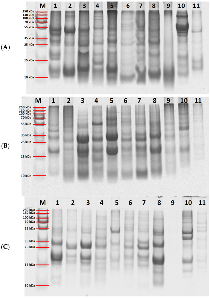 SDS-PAGE analysis of protein extracts obtained using three different methods: (A) Ambi/urea buffer extraction, (B) SDS extraction, and (C) TCA precipitation. The SDS-PAGE analyses were conducted with normalized protein amounts based on the Lowry assay, and ~25 µg proteins were loaded into each well. Lane M: molecular weight marker; lanes 1–11 correspond to the selected superfood samples: 1—S40 flaxseed, 2—S48 chia, 3—S60 sesame, 4—S100 amaranth, 5—S200 hemp, 6—S301 quinoa, 7—S400 canihua, 8—S500 poppy seed, 9—S600 basil seed, 10—S900 black cumin, 11—S1000 psyllium seed.