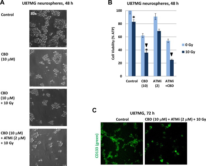 Induction of cell death in U87MG spheroid cultures following treatments with CBD, ATM inhibitor (ATMi), and γ-irradiation (10 Gy), alone or in combination(A) Phase-contrast images of U87MG neurospheres 48 h after treatment with 0.1% DMSO (control) or CBD (10 μM), alone or in combination with γ-irradiation (10 Gy) or γ-irradiation + ATMi (2 μM). (B) Cell viability assay was performed for U87MG neurosphere cultures 48 h after indicated treatments. Pooled results of four independent experiments 48 h after treatments are shown. Error bars represent means ±S.D. (p < 0.05, Student's t-test). Arrows and stars indicate significant differences in cell viability after specified treatments. (C) U87MG neurospheres from suspension cultures (72 h after treatment) were attached to coverslips and immunostained with anti-CD133 mAb (green).