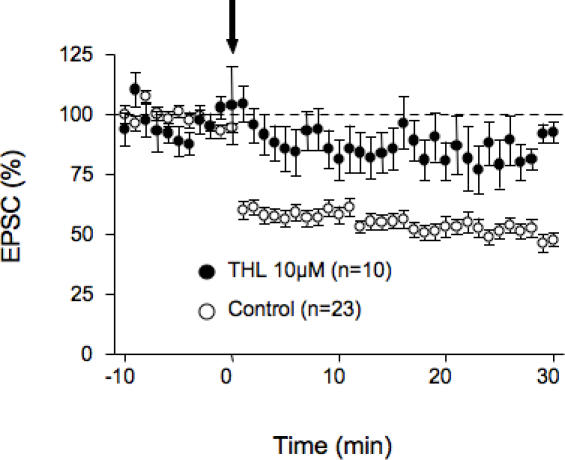 Inhibition of DGL-α, the enzyme that synthesizes 2-AG, blocked eCB-LTD.Averaged time courses of the experiments in which the 10 min at 10 Hz protocol was given in control ACSF (open circles) of after pre-treatment with tetrahydrolipstatin (THL, 10 µM, black circles), an inhibitor of the DGL-α.