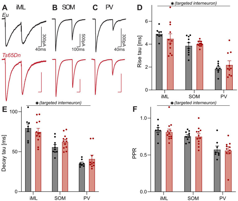 Graphs showing electrophysiological data across three conditions: iML, SOM, and PV. Panels A-C display traces of evoked responses for Eu (black) and Ts65Dn (red). Panel D shows bar graphs of rise tau in milliseconds, with Ts65Dn showing variations. Panel E depicts decay tau, with significant differences across groups. Panel F presents paired pulse ratio (PPR) data. Asterisks indicate statistically significant findings in targeted interneurons.