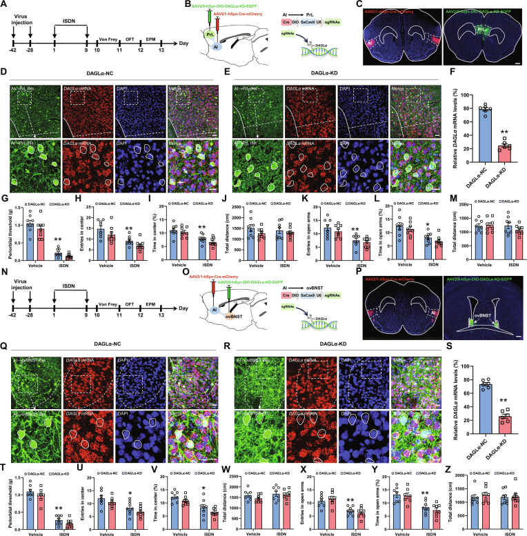 Knockdown of DAGLα in vAI-PrL and dAI-ovBNST synapses has no effect on cephalic cutaneous allodynia and anxiety-like behaviors in ISDN-injected mice. (A to C and N to P) Experimental schedule for DAGLα knockdown in vAI-PrL (A and B) and dAI-ovBNST synapses (N and O), viral injections, and behavioral tests. Representative images show mCherry-expressing neurons in the AI (C and P) and EGFP-expressing neurons in PrL (C) and ovBNST (P). Scale bars, 500 μm. (D to F and Q to S) RNAscope and immunofluorescent costaining show the effective knockdown of the expression of DAGLα mRNA in AI-innervating PrL (D to F) and ovBNST (Q to S) neurons. Dotted coils indicate neurons infected with AAV viruses. Scale bars, 100 μm (top) or 20 μm (bottom). (G and T) Von Frey tests show effects of DAGLα-KD in vAI-PrL (G) or dAI-ovBNST (T) on repeated ISDN-induced cephalic cutaneous allodynia. (H to M and U to Z) OFT (H to J and U to W) and EPM tests (K to M and X to Z) show the effects of DAGLα-KD in vAI-PrL (H to M) or dAI-ovBNST (U to Z) on repeated ISDN-induced anxiety-like behaviors. DAGLα-NC, DAGLα noncoding control; DAGLα-KD, DAGLα knockdown; INs: innervating neurons. The data are presented as the mean ± SEM. **P<0.01 versus DAGLα-NC (F and S). *P<0.05, **P<0.01 versus Vehicle + DAGLα-NC (G to M and T to Z). Detailed statistical results are provided in Table S1.