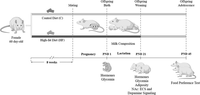 Experimental model of maternal high-fat diet and study design. Female Wistar rats (60 day-old) were divided into control group (C, control diet) or High-fat group (HF, high-fat diet). Dams received C or HF diet for 8 weeks prior mating and throughout gestation (21 days) and lactation (21 days). At birth (postnatal day 1, PND 1), male and female pups underwent euthanasia for hormone and glycemia measurement. During lactation, milk samples were collected for endocannabinoid and fatty acid quantification. At weaning (PND 21), a subset of male and female offspring was killed for hormone, glycemia and adiposity evaluation, and analysis of the endocannabinoid system (ECS) and dopamine signaling in the Nucleus Accumbens (NAc). In the adolescence (PND 45), another subset of the offspring was submitted to a food preference test.