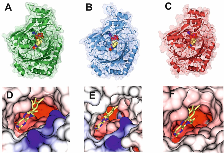 Structures of Enzymes A: CBCAS; B: CBDAS; C; THCAS. In each case the FAD is shown in sphere format with carbon atoms in yellow; D, E, F: access tunnels to active sites of CBCAS, CBDAS and THCAS respectively with electrostatic surfaces shown and FAD molecules in cylinder format with carbon atoms in yellow.