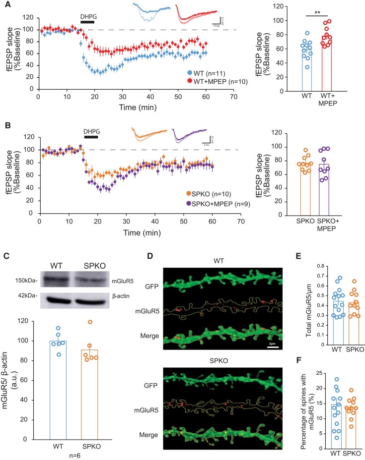 mGluR-LTD in SPKO mice is mGluR5 activity-independent. A) (Left) Time course of normalized fEPSP in WT (n = 11 slices, N = 9 mice) and WT + MPEP (n = 10 slices, N = 7 mice). (Right) Quantification of average mGluR-LTD in the last 10 min of the recording. Mean ± SEM: WT = 59.1% ± 4.8, WT + MPEP = 78.0% ± 5.0, P < 0.001 (Mann–Whitney test). B) (Left) Time course of normalized fEPSP in SPKO (n = 10 slices, N = 7 mice) and SPKO + MPEP (n = 9 slices, N = 4 mice). (Right) Quantification of average mGluR-LTD in the last 10 min of the recording. Mean ± SEM: SPKO = 76.5% ± 4.4, SPKO + MPEP = 75.2% ± 6.7, P > 0.05 (Mann–Whitney test). C) Immunoblot of total mGluR5 protein from hippocampi of WT (n = 6) and SPKO (n = 6) mice. Mean ± SEM: WT = 100.0% ± 3.7, SPKO = 91.0% ± 5.9, P > 0.05 (two-tailed unpaired t test). D) Representative image of green fluorescent protein (GFP)-labeled CA1 pyramidal neuron tertiary dendrites immunostained with mGluR5 antibody in WT (n = 14) and SPKO (n = 11) acute hippocampal slices. Scale bar = 2 μm. E) Quantification of mGluR5 puncta density in WT and SPKO tertiary dendrites. Mean ± SEM: WT = 0.44 ± 0.04, SPKO = 0.43 ± 0.04, P > 0.05 (two-tailed unpaired t test). F) Quantification of percentage of dendritic spines containing mGluR5 puncta in WT and SPKO tertiary dendrites. Mean ± SEM: WT = 14.7% ± 2.2, SPKO = 13.6% ± 1.0, P > 0.05 (two-tailed unpaired t test).
