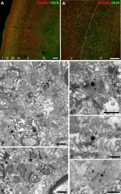 Immunocytochemical localization of mGluR5 and CB1R in the prelimbic prefrontal cortex (prPFC).(A) Double confocal immunofluorescence showed no colocalization of both proteins. mGluR5 immunoreactivity was distributed in the neuropil throughout cortical layers, but the staining was more evident in apical dendrites of layers V/VI pyramidal neurons heading for the superficial layers. High CB1R immunoreactivity was in layers II/III, deeper part of layer V and throughout layer VI (Á: enlargement of A). The lack of CB1R labeling showed mGluR5 immunoreactivity in layers I, IV and in the upper part of layer V. (B–F). Electron microscopy of the localization of mGluR5 (DAB immunoreaction product) and CB1R (silver-intensified gold particles) in prPFC cortical layers V/VI. mGluR5 immunoreactivity was in dendritic profiles and spines (s). Typically, CB1R immunopositive synaptic terminals (T) made asymmetric synapses with mGluR5-immunoreactive dendritic spines (s). Note metal particles localizing CB1R (arrows) at perisynaptic and extrasynaptic sites relative to presynaptic membrane specializations of axonal synaptic boutons. Scale bars in A,A': 100 µm; B,C,E,F: 0.33 µm; D:0.20 µm.
