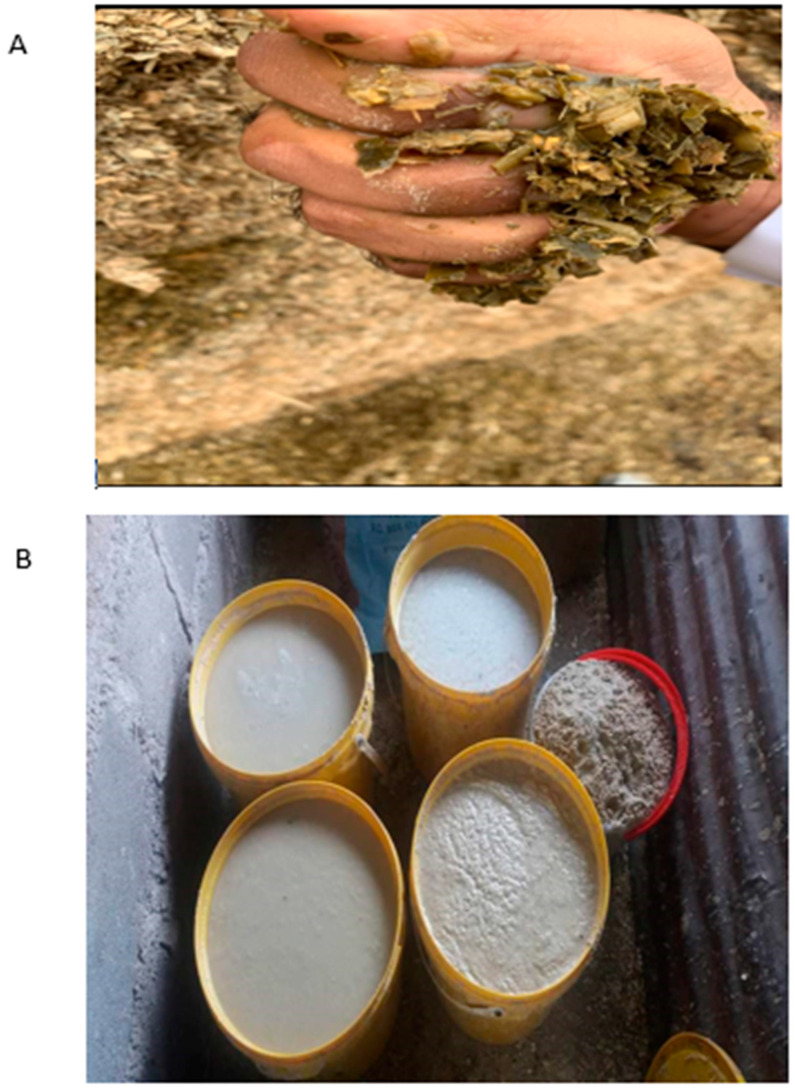 Silage anaerobic fermentation (A) and liquid fermentation (B) of commercial cattle feed, Tzaneen, South Africa (Matemane D., 22 June 2024).