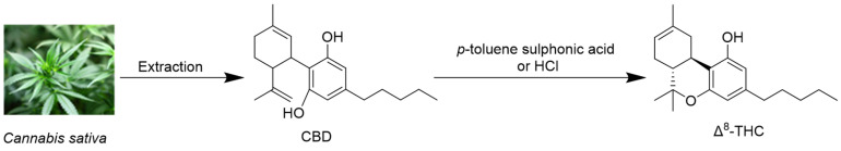 The synthetic pathway of Δ8-THC.