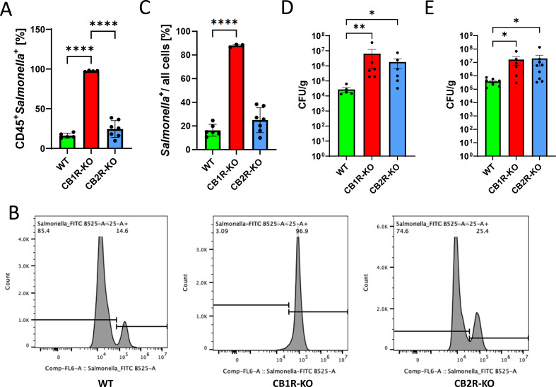 Flow cytometry and CFU analysis revealing CB1R-KO mice exhibit significantly higher Salmonella Typhimurium dissemination in splenic cells and increased bacterial loads in liver/spleen compared to wild-type and CB2R-KO mice.