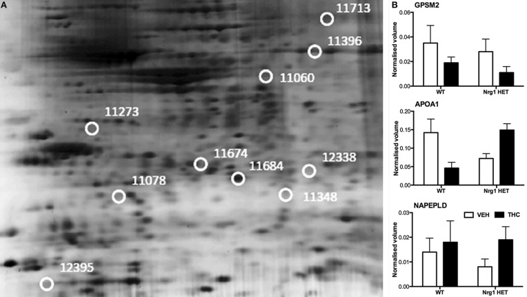 Adolescent hippocampal proteomics comparing adolescent Nrg1 HET mice treated with vehicle and THC. (A) Representative 2D E gel images showing positions of significantly altered protein spots (the horizontal axis split by isoelectric point, vertical axis split by molecular weight; [GPSM2 (spot 11713); APOA1 (spot 11674); NAPEPLD (spot 11060); OTOR (spot 12395)]; and (B) exemplar normalized volumes of altered proteins i.e., GPSM2, APOA1 and NAPEPLD.