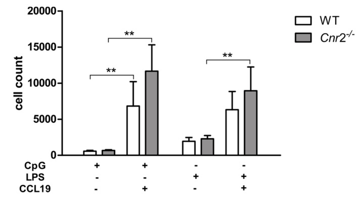 In vitro migration of activated BM-DCs towards CCL19 is not affected by CB2 deficiency. Migratory behavior of BM-DCs from WT (n = 5) and Cnr2−/− (n = 5) mice in transwell migration assays in response to 200 ng/mL CCL19 or medium only. CpG or LPS activated WT or Cnr2−/− BM-DCs were seeded in the upper transwell chambers. After 4 h cells were collected in the bottom well and cell counts determined. Data show mean values ± SD (n = 4–5 animals/group). ** p < 0.01.
