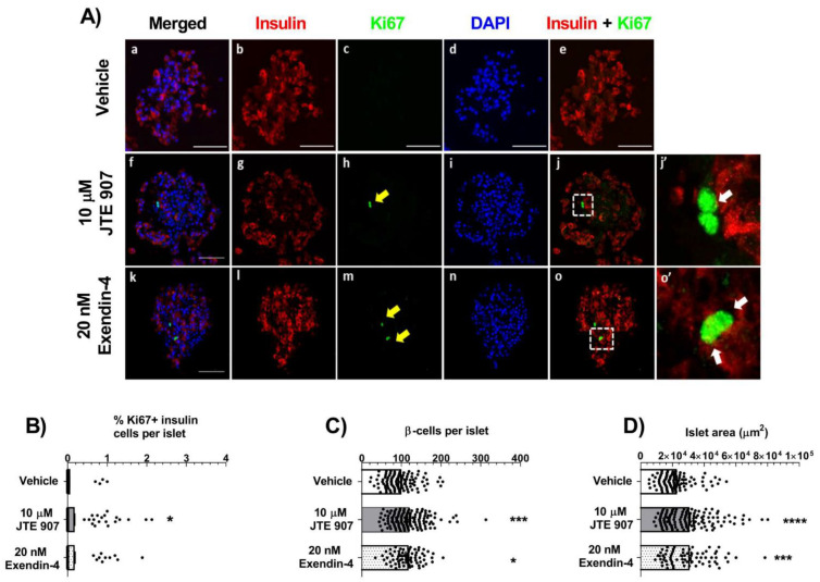 Effects of JTE 907 on human β-cell proliferation. Representative confocal images of paraffin-embedded sections of human islets from a single donor probed with antibodies directed against insulin (red) and Ki67 (green), and DAPI staining (nuclei; blue) after maintenance of islets in culture for 48 h in the absence or presence of 10 µM JTE 907 and exendin-4 (A). Scale bars = 50 μm. White arrows in panels j’ and o’ denote proliferating β-cells. Quantifications (B–D) were performed using islets from 3 separate donors and were obtained from 3 acquisitions of 122– 153 islets per condition, each with a minimum of 40 different islets analysed per paraffin section. * p < 0.05, *** p < 0.001, **** p < 0.0001 vs. vehicle. Data were analysed using one-way ANOVA, followed by Dunnett’s multiple comparison post-test. Analysis of mean data from 3 donors indicated that 10 µM JTE 907 increased the % Ki67-positive β-cells (B), compared to vehicle-treated islets, and it also significantly increased the number of β-cells (insulin-positive cells) per islet (C) and islet area (D). These stimulatory effects of JTE 907 were similar to those observed with the GLP-1 analogue exendin-4.