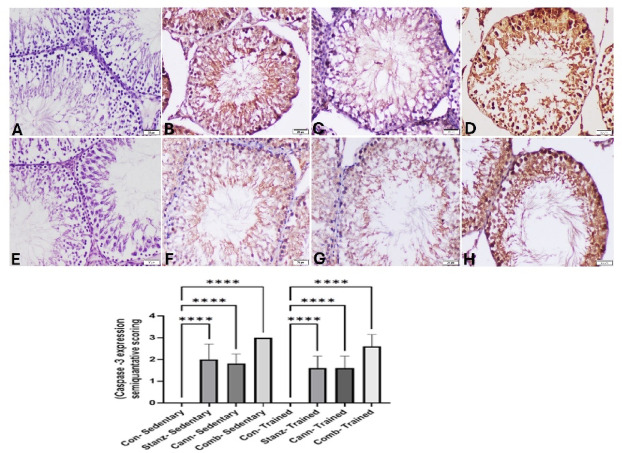Testis sections immunostained for caspase-3 in sedentary (A–D) and trained (E–H) rats. Sedentary groups: (A): Control group showing no caspase-3 expression, (B): Stanz group demonstrating strong brown staining of germ cells, (C): Cann group showing positive caspase-3 expression in most of seminiferous tubules. (D): Combined group showing strong brown cytoplasm and nuclear staining in all germ cells. trained groups (E): Control rats showing no caspase-3 expression in the testes. (F): Stanz group with moderately positive stained cells in the seminiferous tubules. (G): Cann group showing moderate positively stained cells in the seminiferous tubules, (H): Combined group with scattered spermatogonia, and spermatocyte cells with brown nuclear staining. The bar graph represents the score of stained tissue and expressed as mean ± SEM, significance at p < 0.05 using one-way ANOVA followed by Tukey’s multi-comparison test (n = 6).