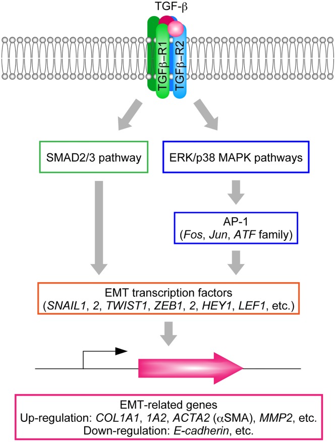 TGF-β signaling pathways and induction of EMT-related genes.Binding of TGF-β to the TGF-β receptor induces activation of SMAD2/3 and p38 MAPK via phosphorylation. The SMAD2/3 pathway directly activates EMT-related transcription factors including SNAIL1, whereas the p38 MAPK pathway activates these factors via AP-1. EMT related genes are then up- or downregulated.