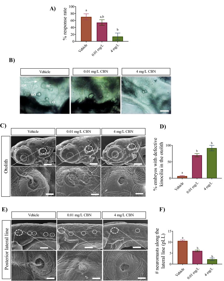 CBN exposure alters the development of hair cells associated with the otoliths and the lateral line. (A) Bar graph represents the (%) of embryos that responded to sound/vibration stimuli at 5 dpf. The sound/vibration pulse was delivered to free-swimming embryos from a speaker that was in contact with the base platform and their escape responses were recorded. N = 3 experiments. (B) Images of otoloths were taken from 52 hpf old embryos, positioning anterior (head) on right and posterior (tail) on left. The otic vesicles (OV), utricular otolith (UO) and saccular otolith (SO) and semicircular canal (SC) are visible here. N = 3 experiments. Scale bar represents 50 µm. (C) Scanning electron microscopy (SEM) images of embryos at 5 dpf. Top rows, images were taken of the otolith at ×500 magnification. Bottom rows, images were taken from inside the otolith at ×10,000 magnification. Kinocilia can be seen emanating from hair cells. Scale bar represents 100 µm (top panel) and 5 µm (bottom panel). N = 3 experiments. (D) Bar graph of vehicle controls (n = 6), 0.01 mg L−1 (n = 8) and 4 mg L−1 (n = 8) groups showing the % of embryos that exhibited changes to the tight bundled structure of kinocilia. N = 3 experiments. (E) SEM images of embryos along the posterior lateral line (pLL) at 5 dpf. Top row shows images of vehicle control, 0.01 mg L−1 CBN and 4 mg L−1 CBN treated groups. Images were taken of the lateral line at ×500 magnification. Bottom row shows the SEM image of the first neuromast along the lateral line. These images were taken at ×10,000 magnification. Scale bar represents 100 µm (top panel) and 5 µm (bottom panel). N = 3 experiments. (F) Bar graph showing the number of neuromasts along the posterior lateral line in vehicle controls (n = 6), 0.01 mg L−1 (n = 6) and 4 mg L−1 (n = 6) groups. N = 3 experiments. Groups which share the same letter(s) of the alphabet are not statistically different from one another; p < 0.05.