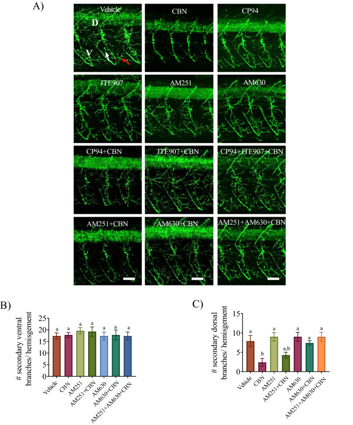 Combined exposure of Cb2r and CBN inhibits CBN-induced changes in primary motor neuron branching. (A) Znp-1 (green) antibody was used to label primary motor neuron axons and their branches in vehicle control (n = 7), 3 mg L−1 CBN (n = 9), AM251 10 nm + 3 mg L−1 CBN (n = 8), CP94 10 nm + 3 mg L−1 CBN (n = 9), AM630 10 µm + 3 mg L−1 CBN (n = 9), JTE907 10 µm + 3 mg L−1 CBN (n = 8), AM251 10 nm + AM630 10 µm + 3 mg L−1 CBN (n = 5) and Cp94 10 nm + JTE907 10 µm + 3 mg L−1 CBN (n = 6). Dorsal and ventral branches in a motor axon are indicated with (D) and (V) respectively, and the white arrow points to secondary branches in the vehicle image. N = 3 experiments; Scale bar represents 25 µm. (B,C) Bar graph shows the number of secondary branches in the dorsal and ventral regions of the trunk. N = 3 experiments. Groups which share the same letter(s) of the alphabet are not statistically different from one another; p < 0.05.
